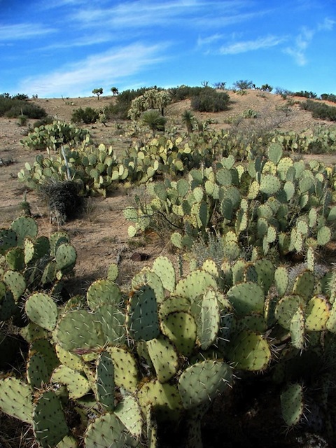 Tortolita Mountains