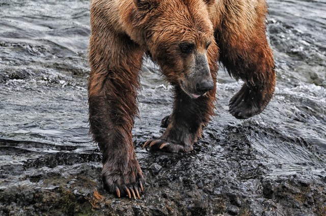 thompson.k_bear.katmai.jpg-2