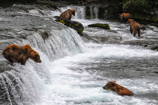 thompson.k_bear.katmai.jpg-2 copy