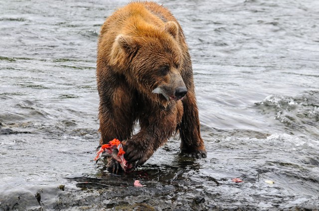 thompson.k_bear.katmai.jpg-5