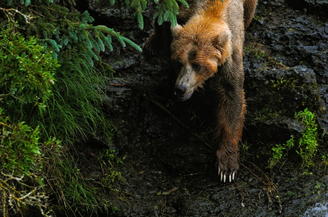 thompson.k_bear.katmai.jpg-6