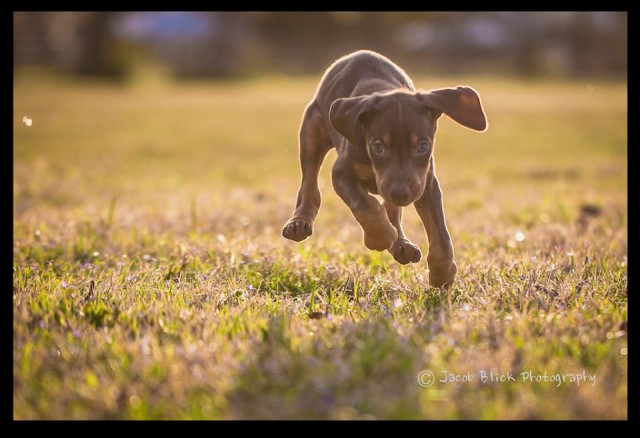 k9overland_bear2