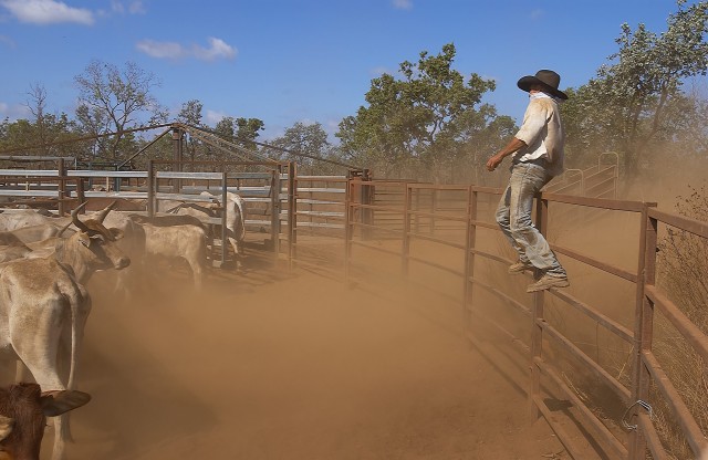 19-Cattle work on Wollogorang station (ranch)-pic by M Ellem