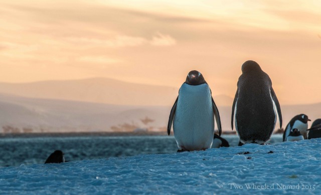 A gentoo mating pair