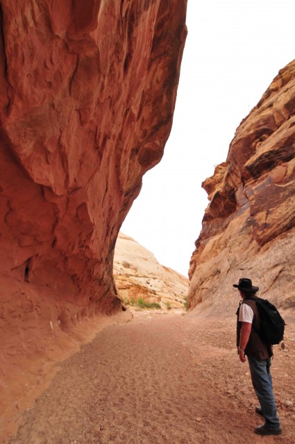 CR4-Moonie takes a walk along the pioneer trail thru Capitol Gorge