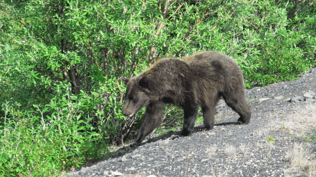 243-Canadá-Yukón-Dempster-Hwy-Oso-grizzly