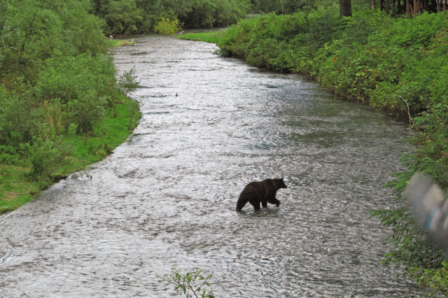 584-Estados-Unidos-Alaska-Hyder-Fish-Creek-Oso-negro-en-el-río