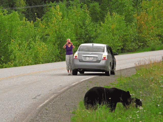 743-Canadá-British-Columbia-New-Aiyansh-Familia-de-osos-junto-a-la-ruta-Coche-Foto