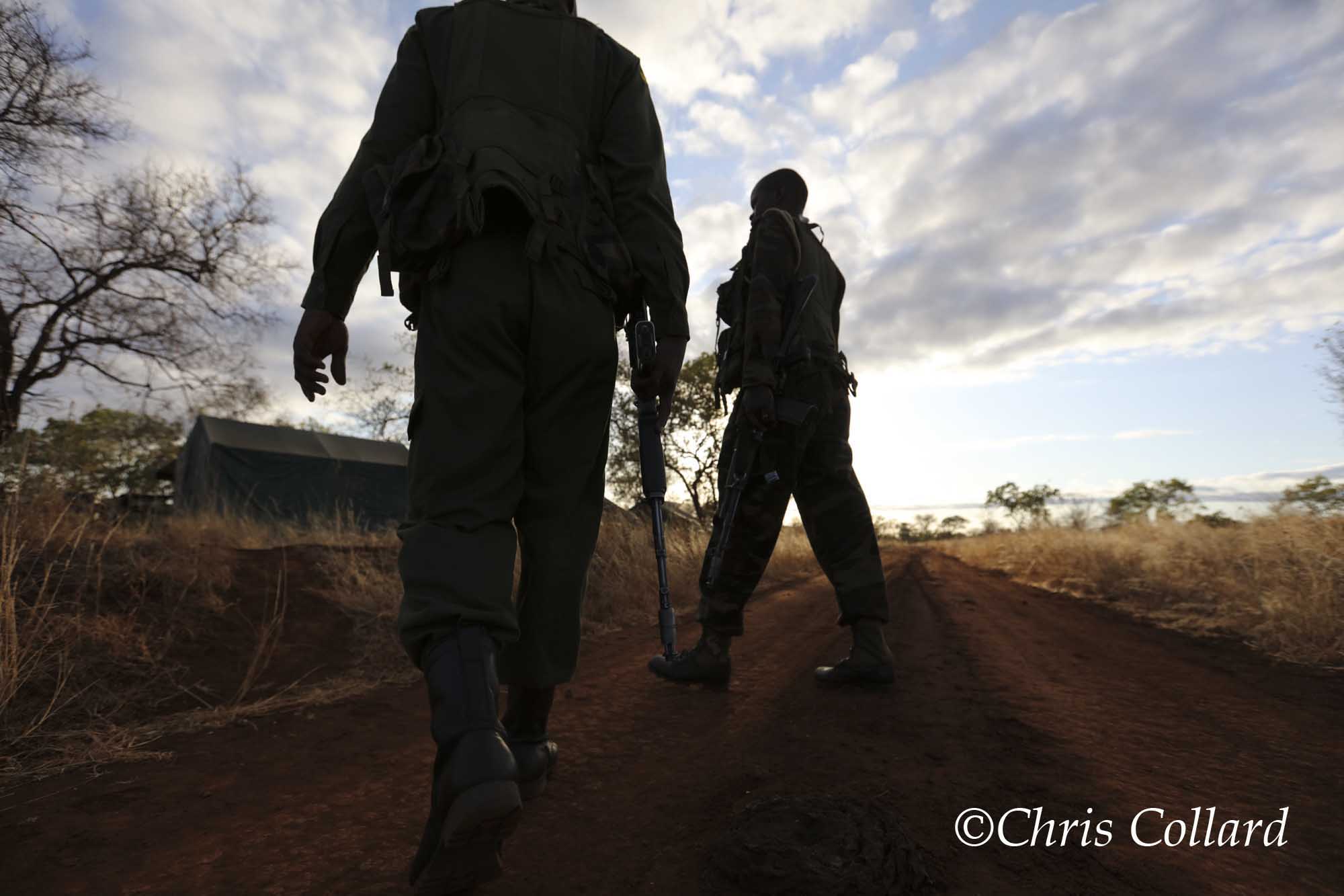 2015 Collard -  Kenya 006