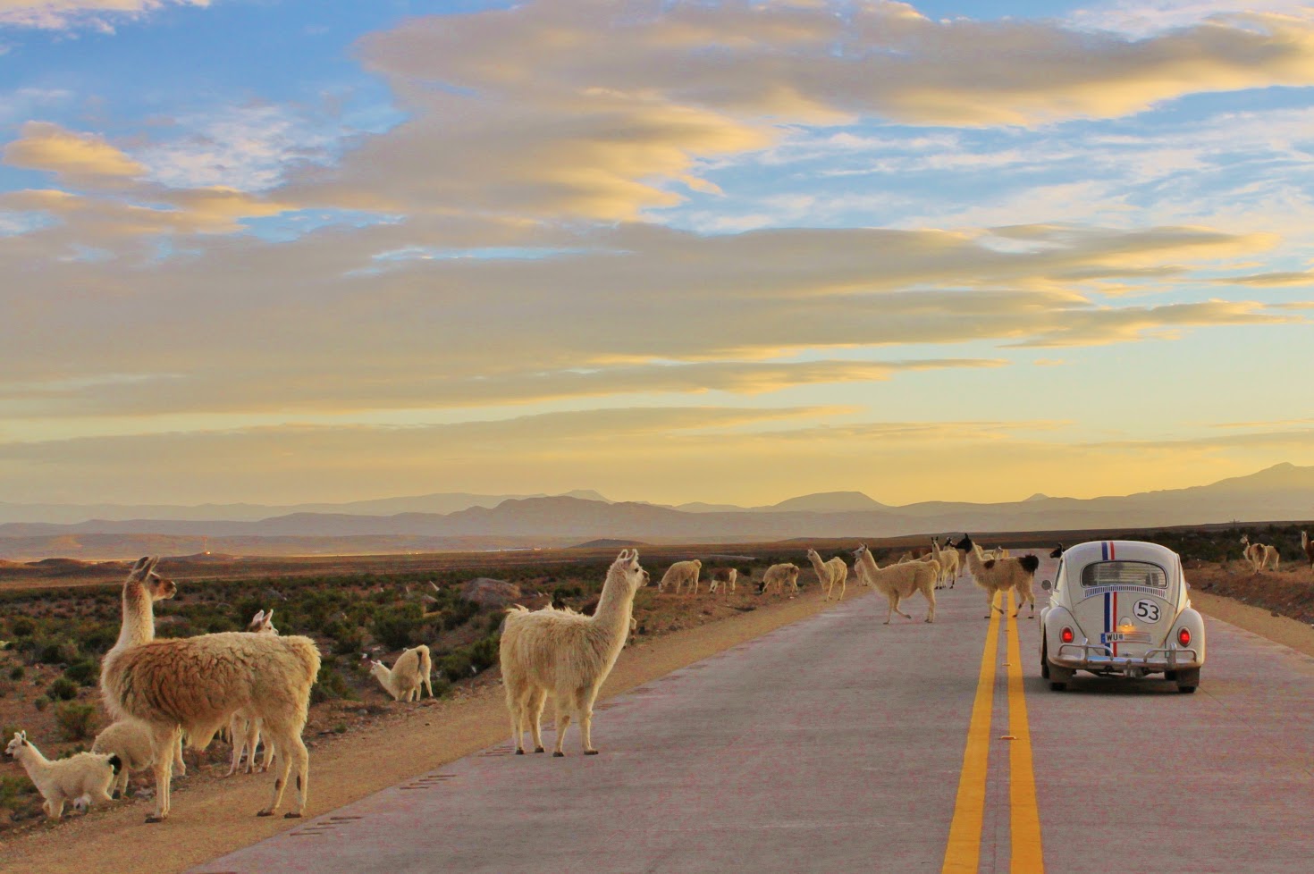 BOLIVIA Alpacas 2