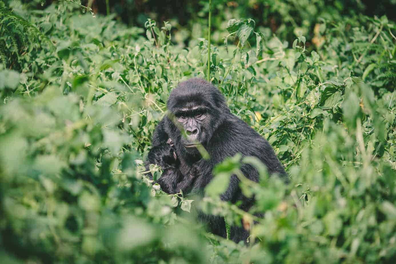 bikepacking-uganda-rwanda-55