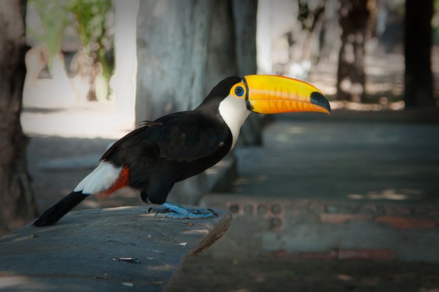 cbw_20090803_Brazil_0404007