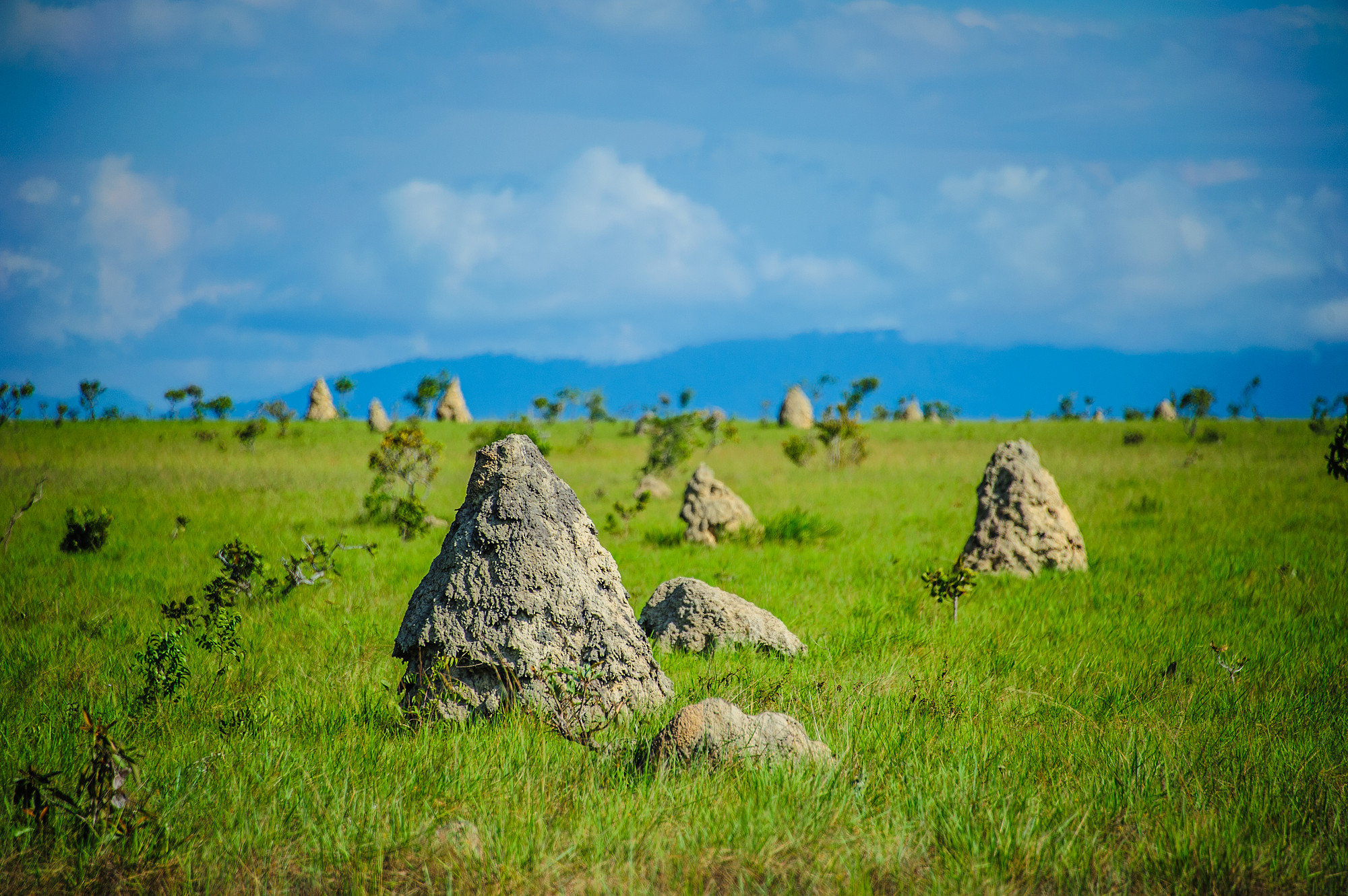 The Beauty of the Rupununi Savannah – Expedition Portal