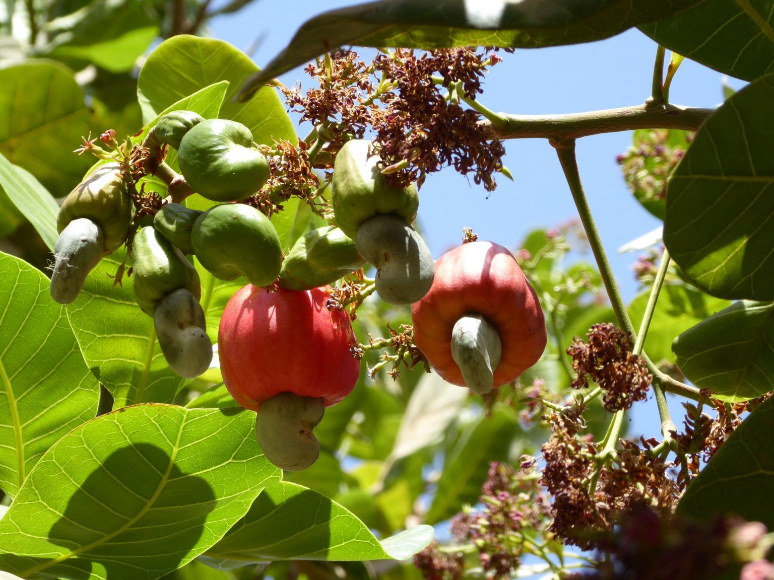 Guinea Bissau is an Unnoticed Gem on Africa’s West Coast - Expedition 