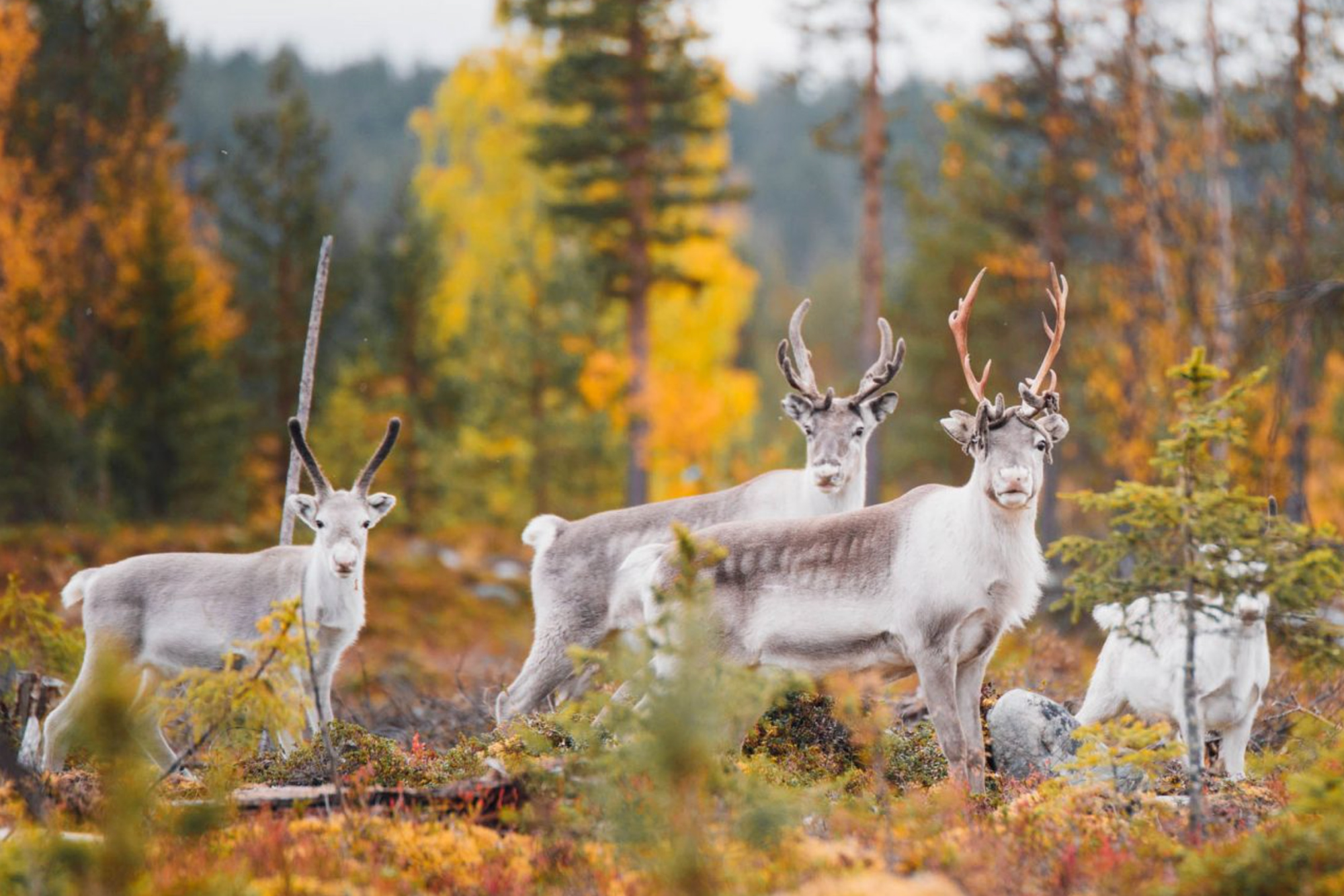 finish lapland reindeer