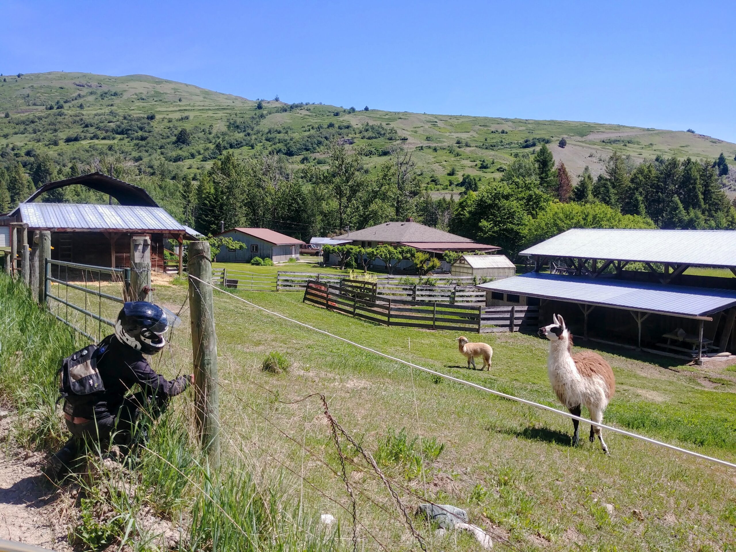 alpaca farm in british columbia