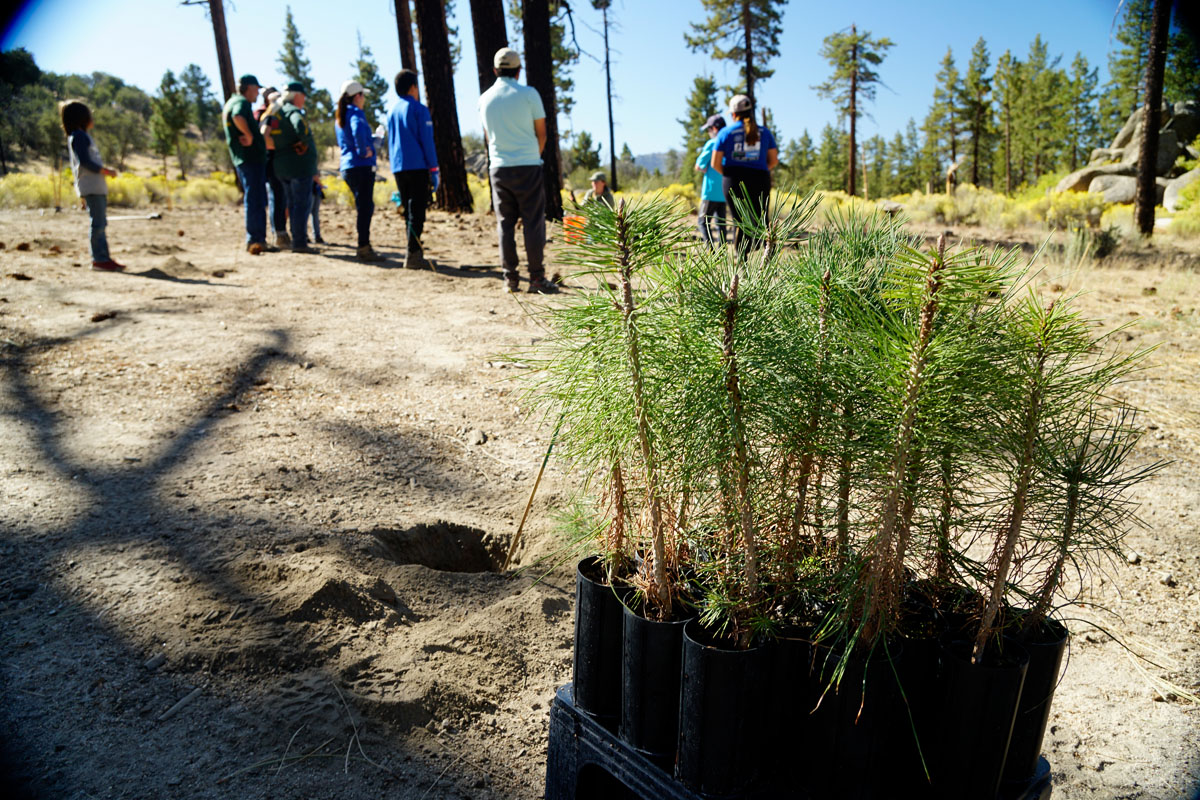 planting tree with Yamaha