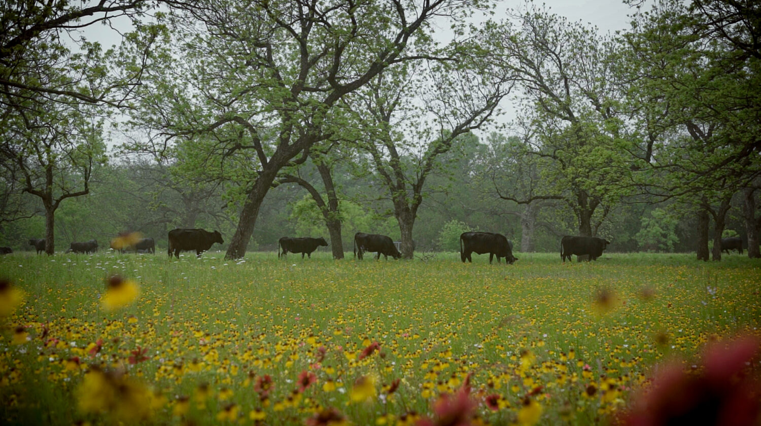 texas hill country residents