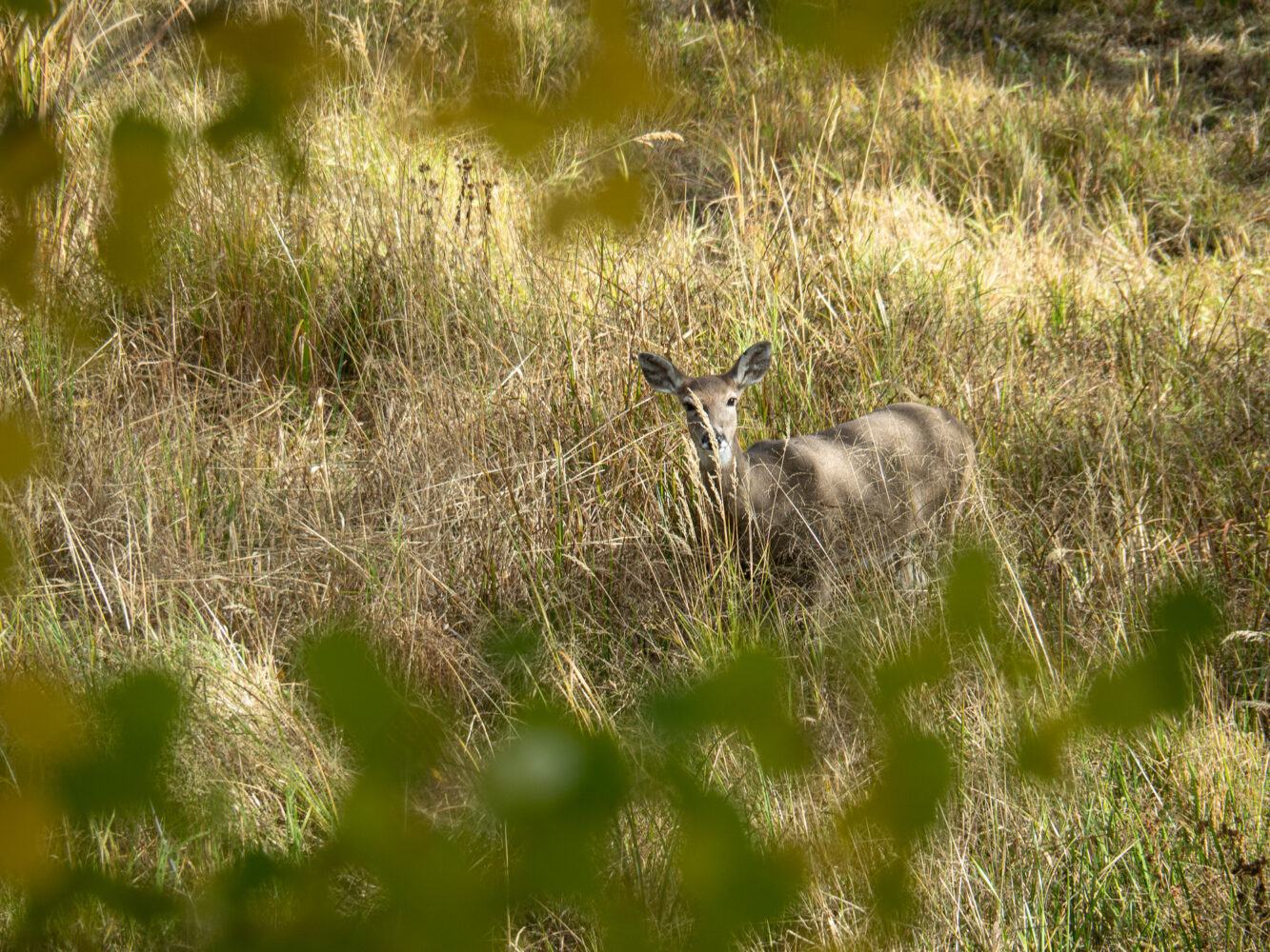 Custer south dakota deer