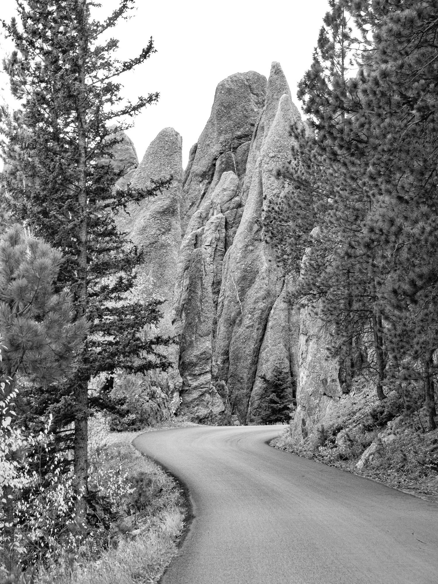 Along the Needles Highway.