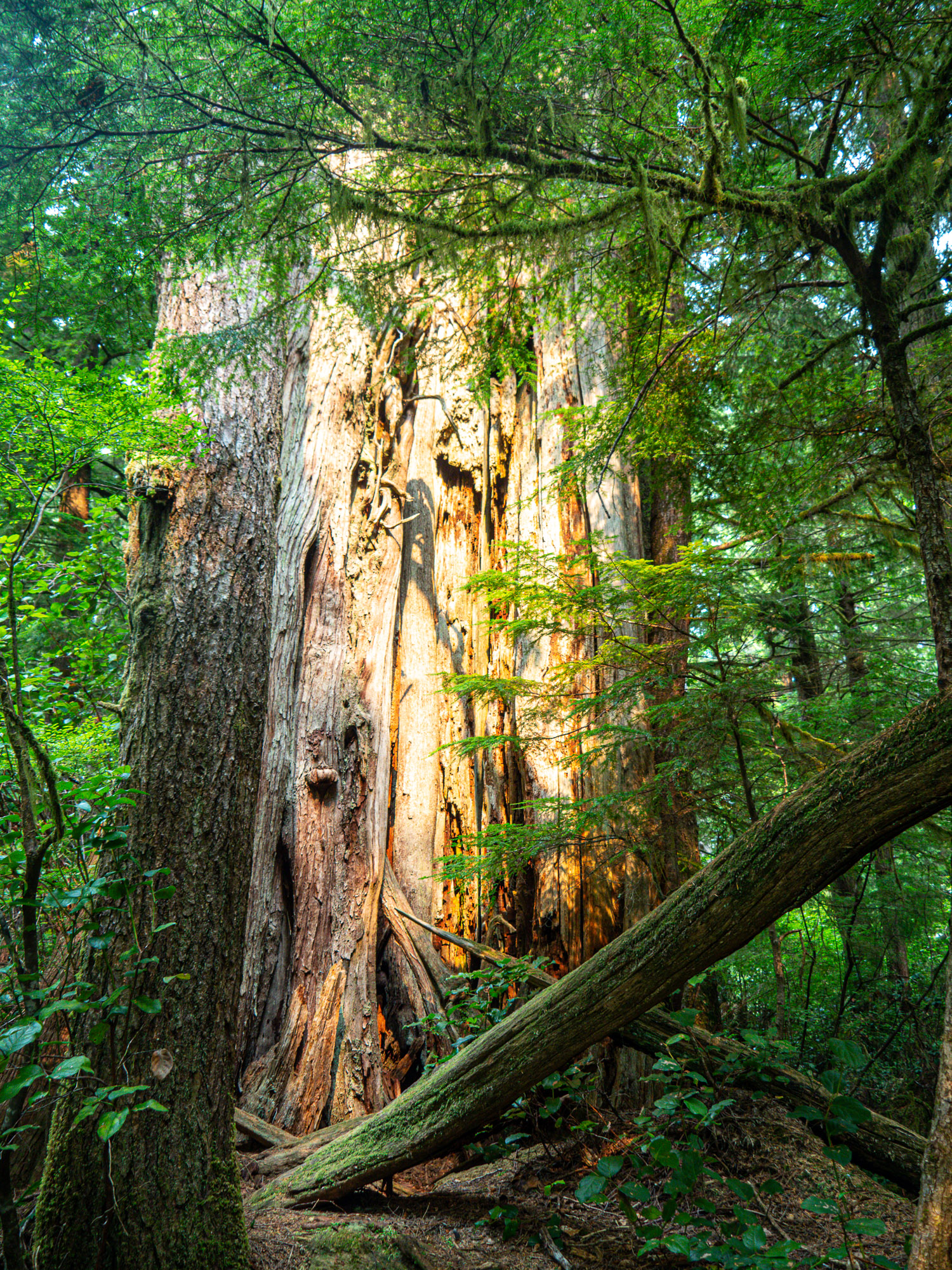 Vancouver Island old growth forest