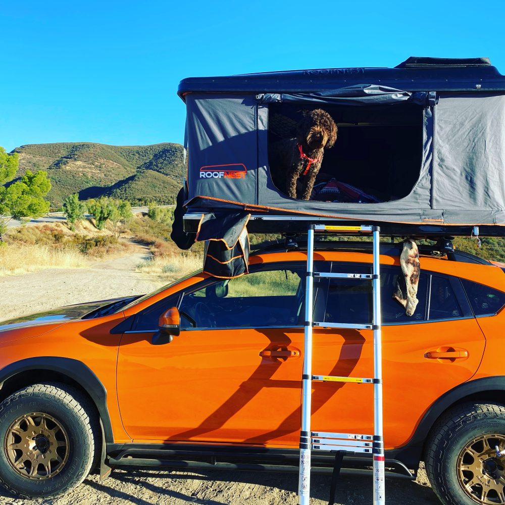 subaru with dog