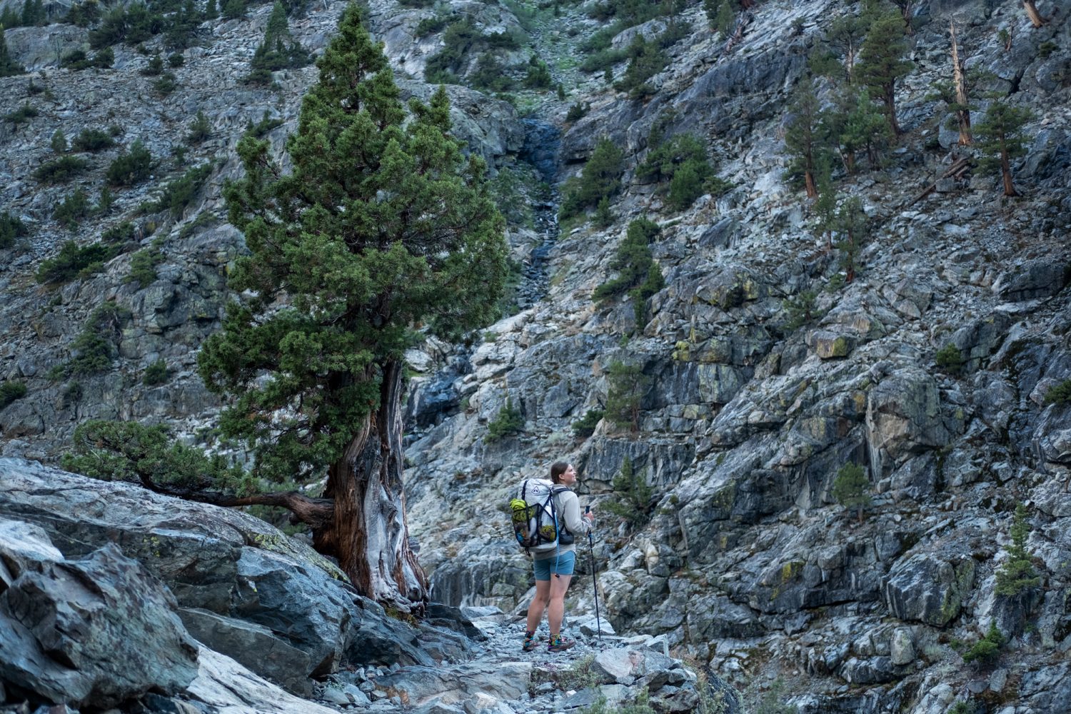 sequoia national forest: kings canyon national park