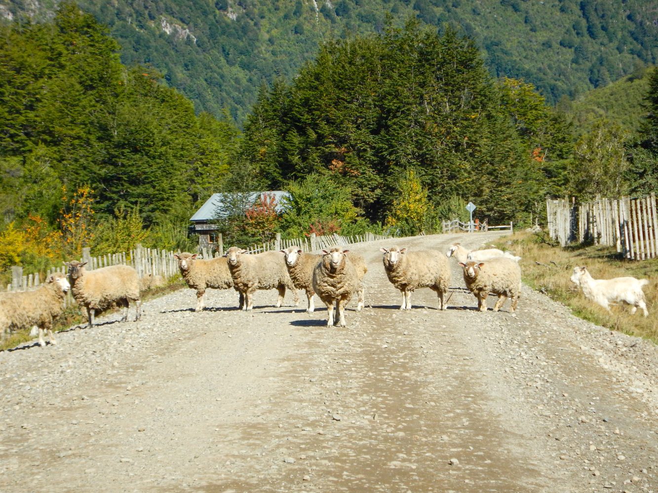 sheep in patagonia