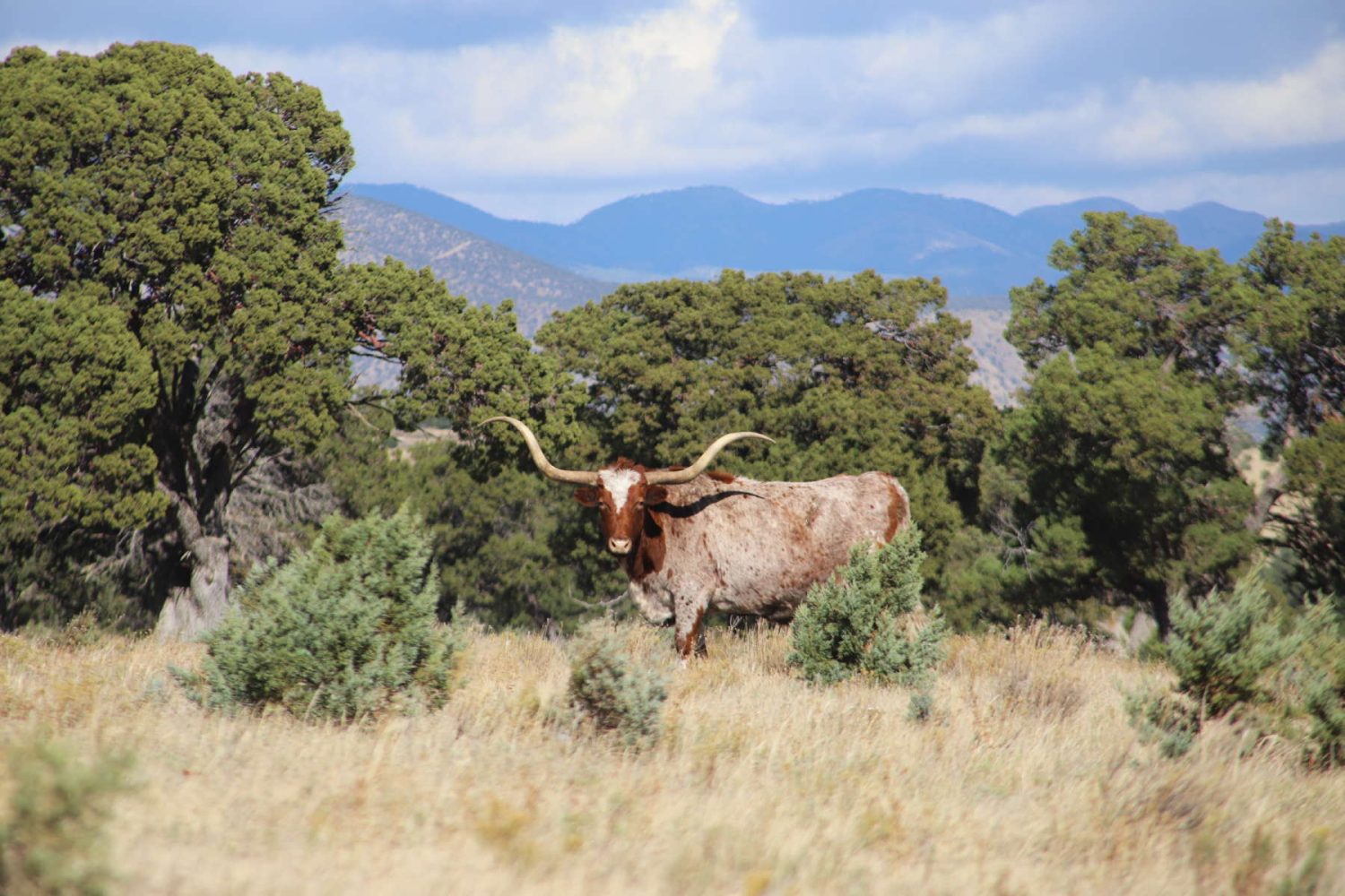 el mistico ranch