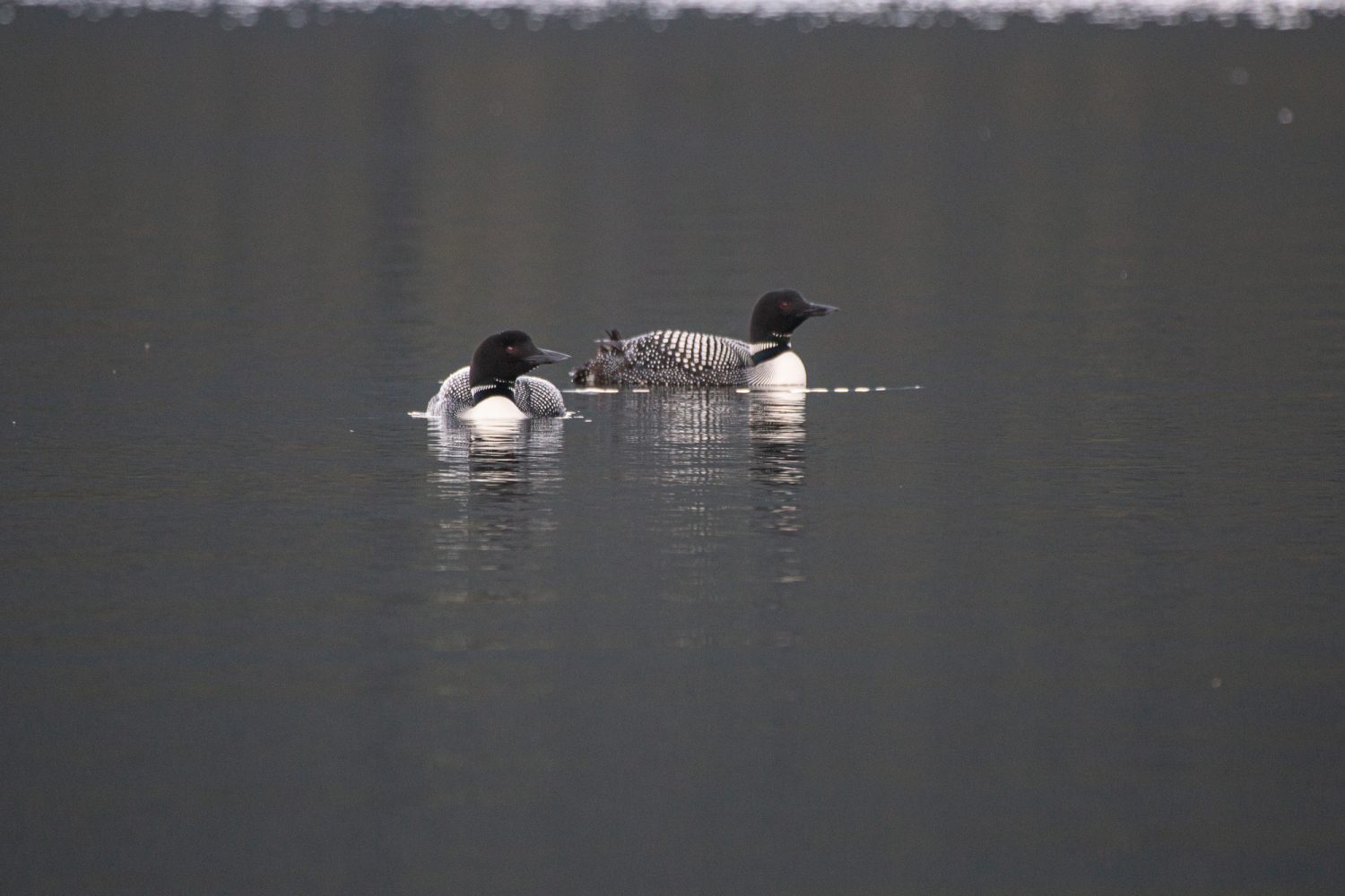 ducks on atlin lake