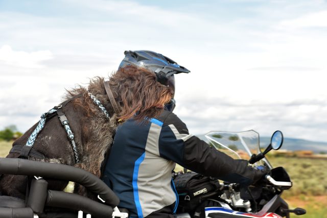 Diy motorcycle hot sale dog carrier