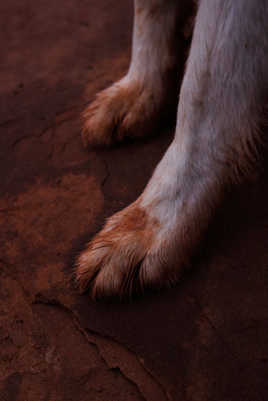 Indy's paws reflect the red mud on Utah's singletrack. Photo by Kurt Windisch.