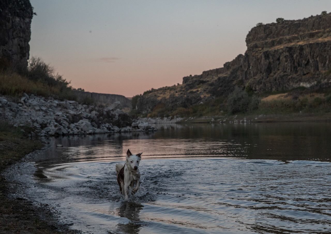 Dog takes a dip at Caldron Linn, on Idaho's Snake River