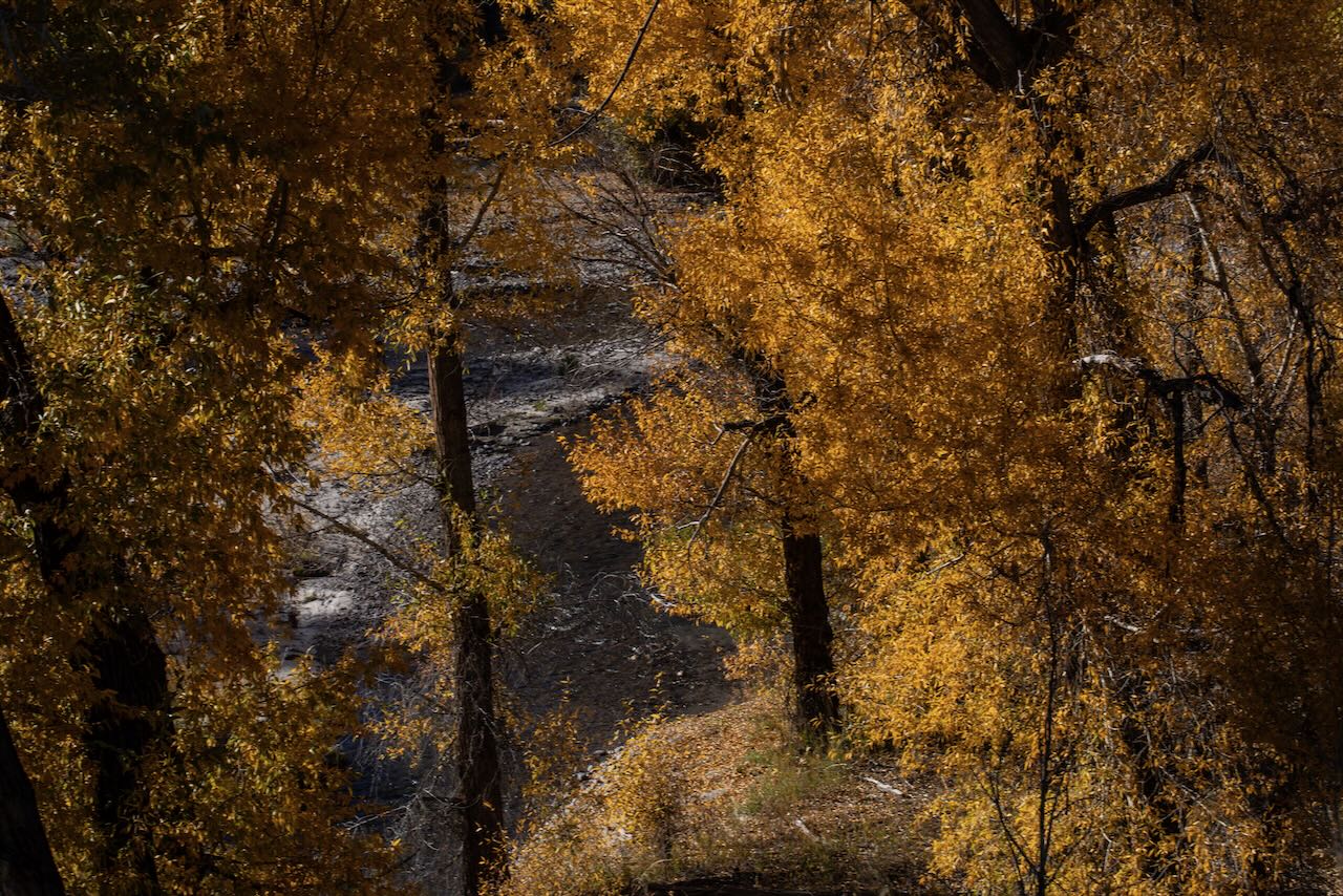 Fall colors pop in Colorado on the drive from Ridgway to Cortez.