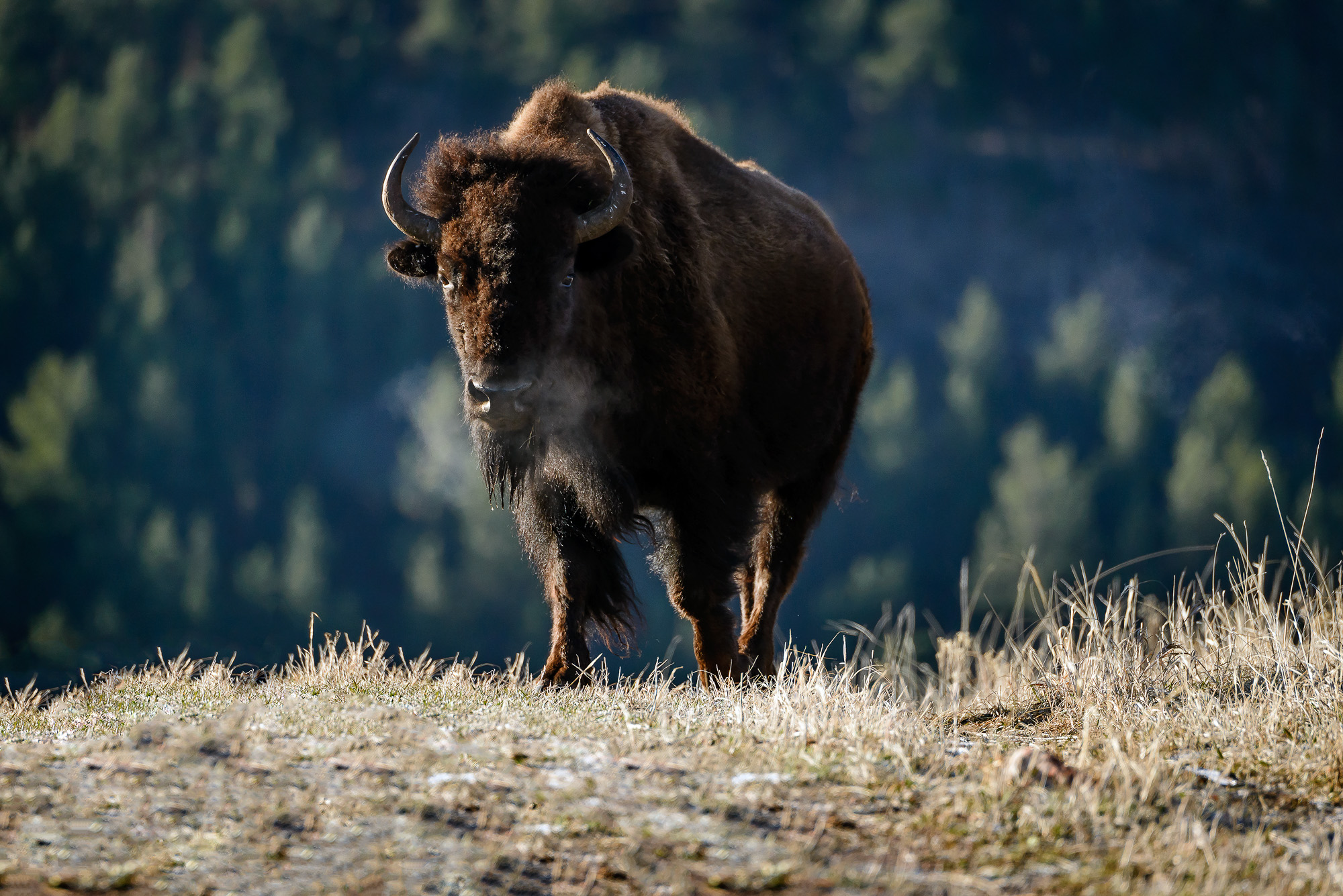 bison south dakota