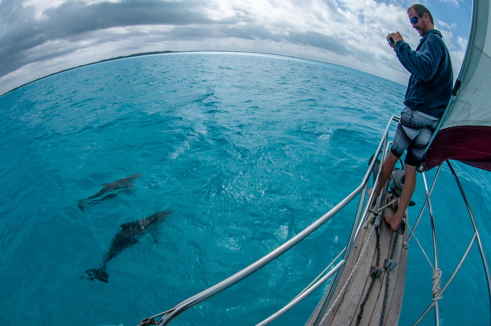 sailing with dolphins