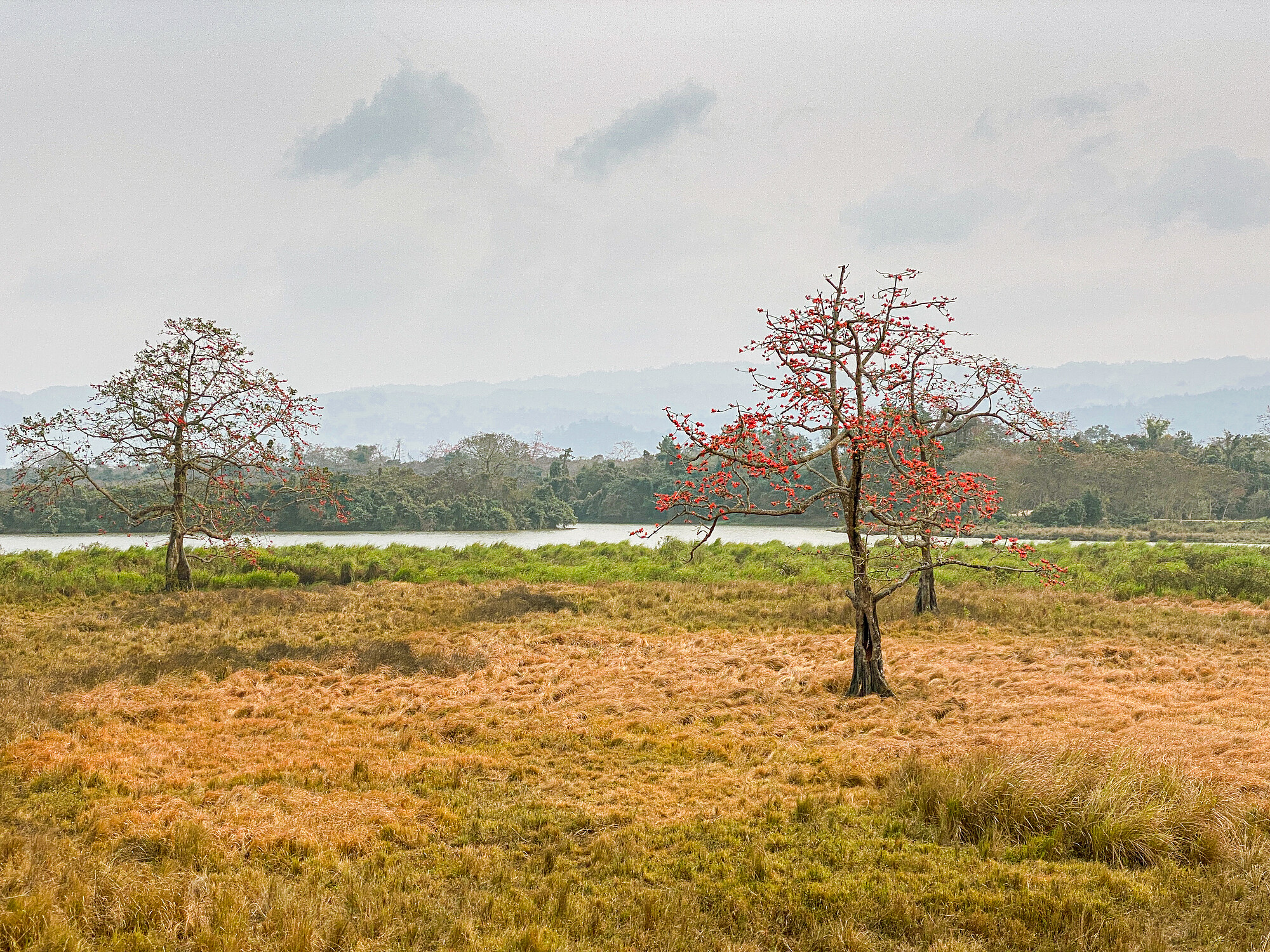 Kaziranga National Park One-Horned Rhinoceros