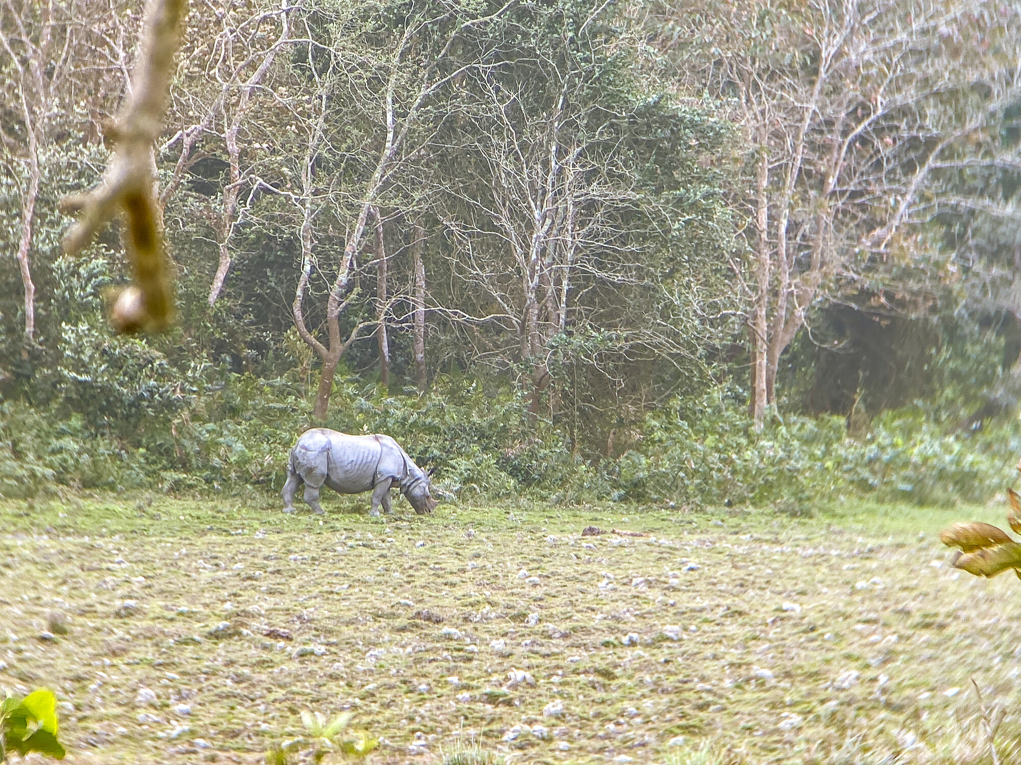 Kaziranga National Park One-Horned Rhinoceros