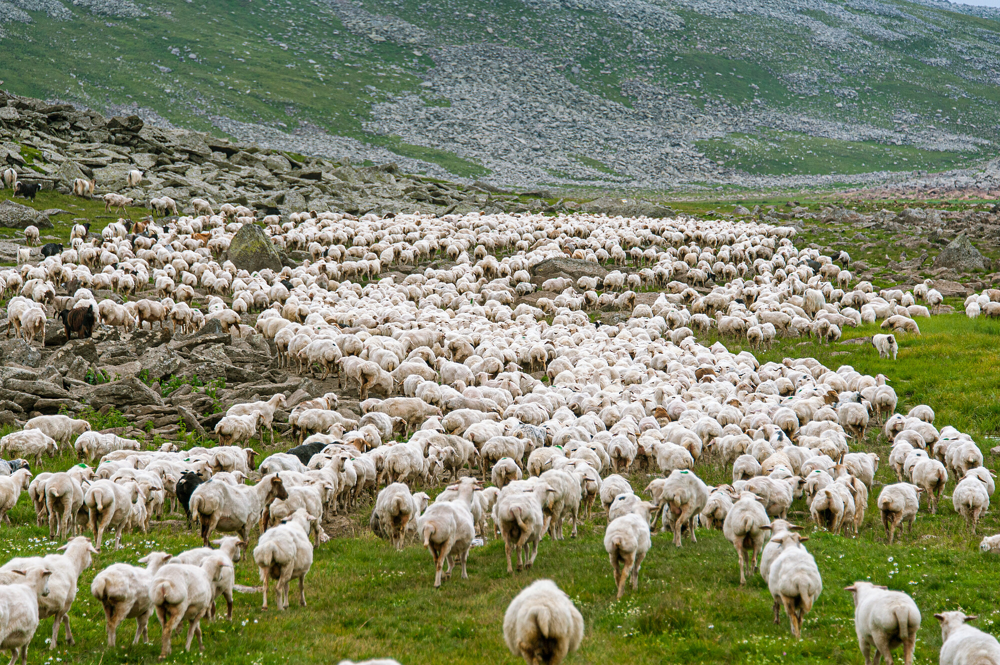 Man and Machine - sheep - moveable obstacles