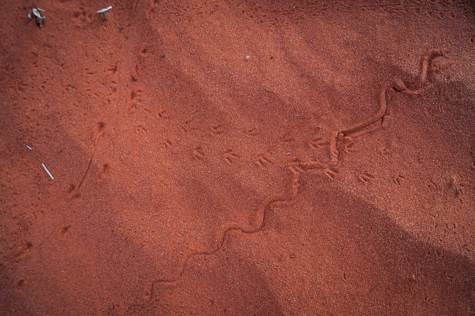 simpson desert sand and bugs