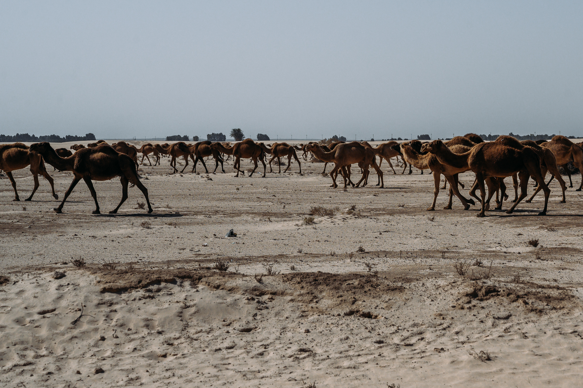 camels in iraq