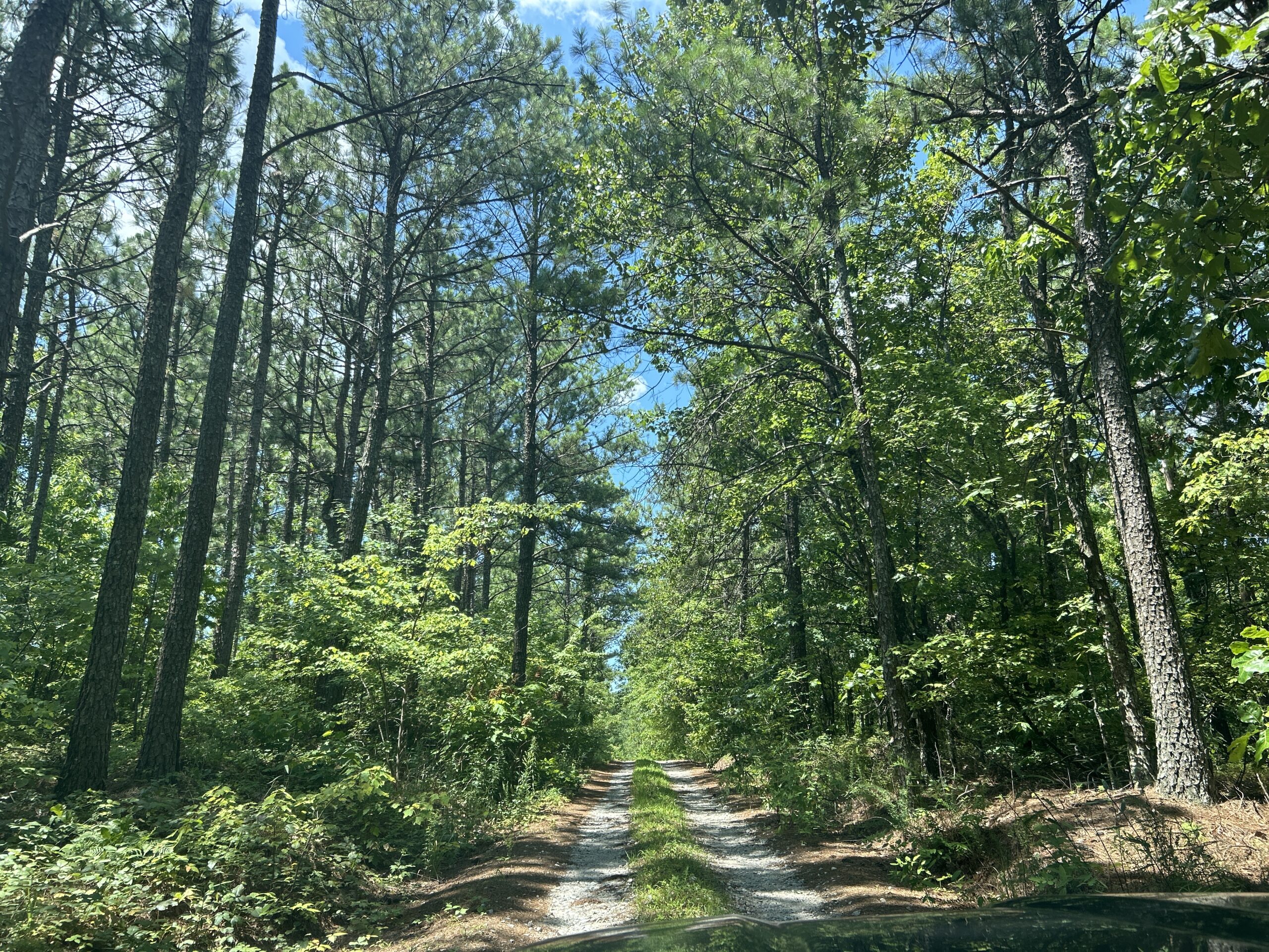 alabama forest