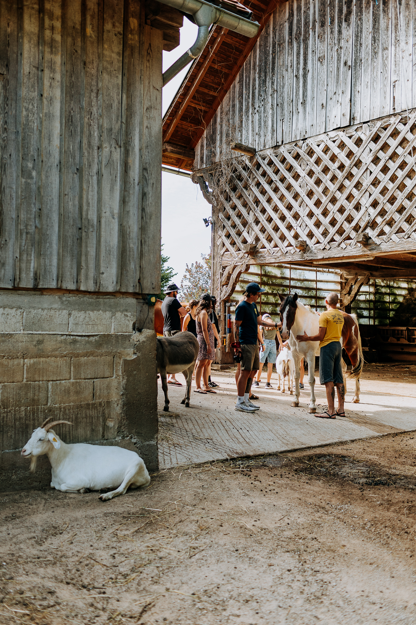 animal shelter slovenia