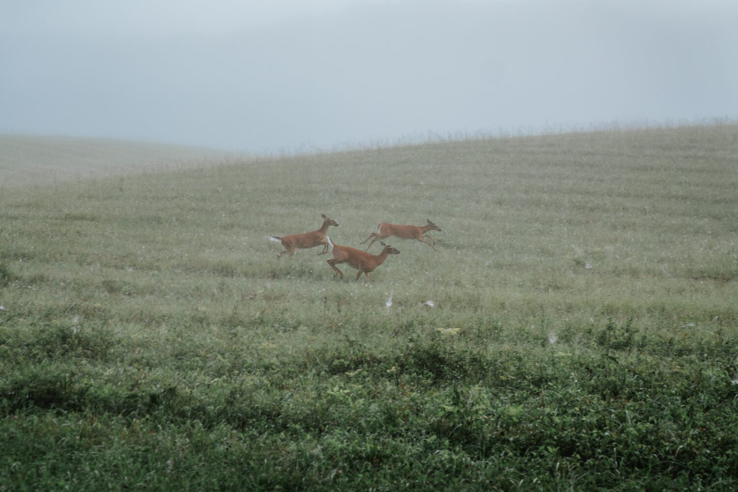Hankook Dynapro AT2 Xtreme tire at Smokey Mountain National Park and Tail of the Dragon during the Great Smoky Mountain Bronco Stampede 2025
