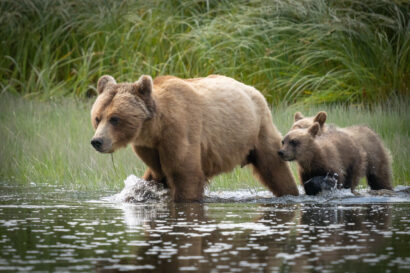 Into the Valley of the Grizzlies