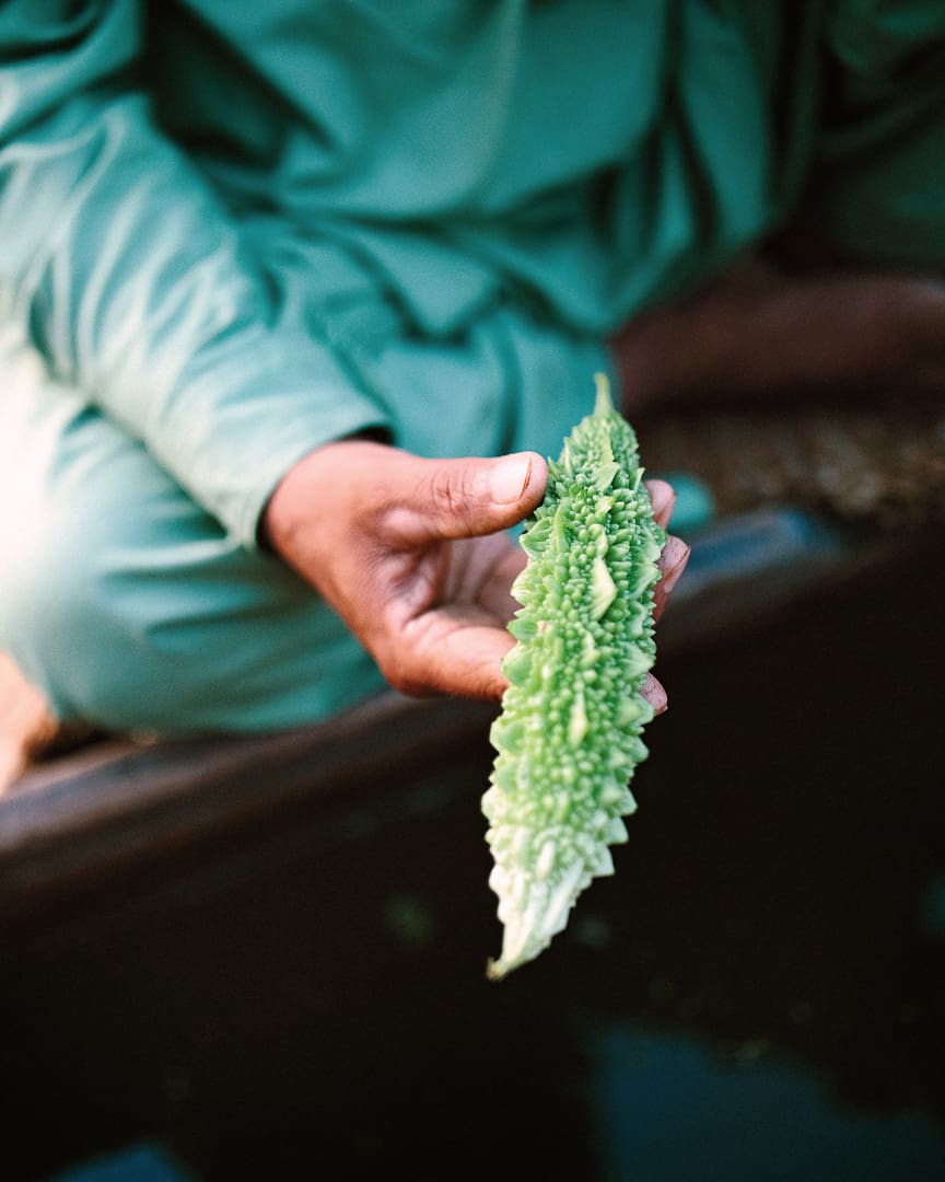 A person dressed in green holds a fresh, green bitter melon with a bumpy texture over a dark background, evoking the vibrant produce markets of Kashmir and Ladakh.