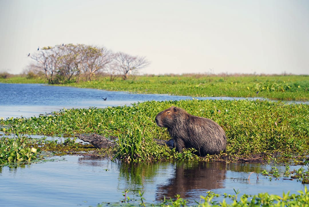 A capybara sits on green vegetation near the water’s edge in Iberá Park, Northeast Argentina, with small bushes and blue sky in the background.