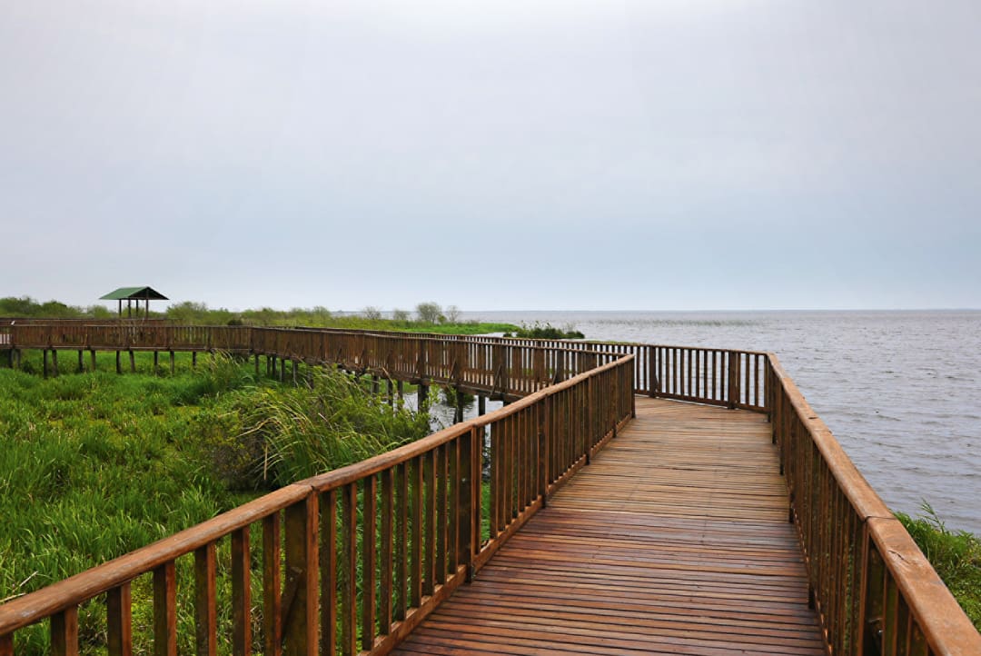 A wooden boardwalk with railings extends over green marshland in Iberá Park, Northeast Argentina, leading toward a calm, expansive body of water under an overcast sky; a small shelter is visible to the left along one of the scenic overland routes.