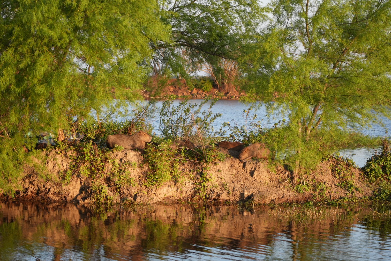 A group of capybaras rests on a grassy riverbank in Iberá Park, Northeast Argentina, surrounded by lush trees and water in the foreground, with more vibrant vegetation beyond.