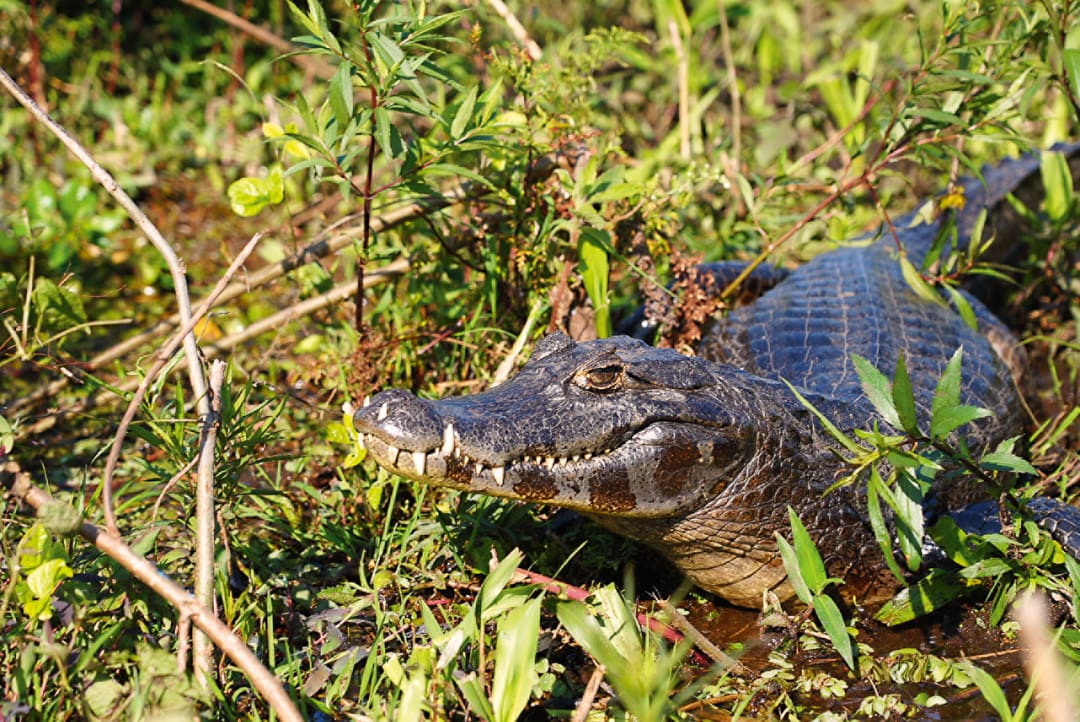 A crocodile partially hidden among green grass and plants lies on the ground with its mouth slightly open, showing its sharp teeth in a sunlit, natural habitat along the overland routes in Iberá Park, Northeast Argentina.